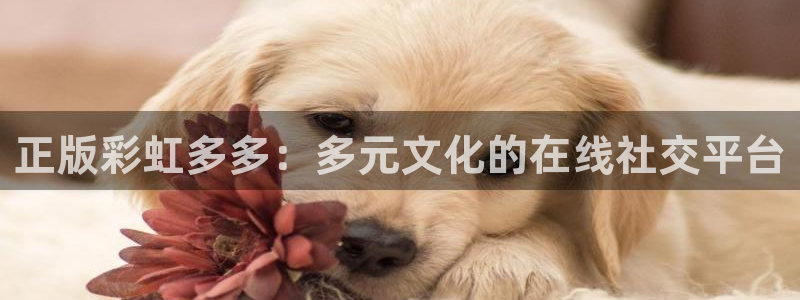 安信12官网注册：正版彩虹多多：多元文化的在线社交平台